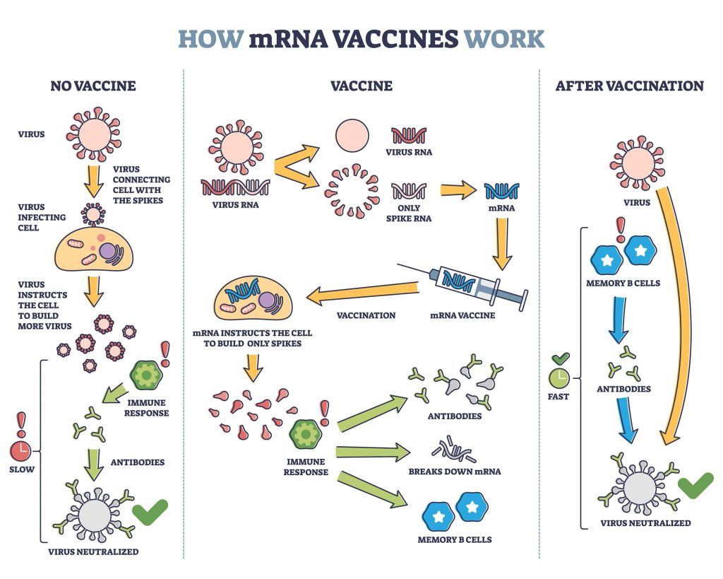 mRNA Vaccines Show Promise in Personalised Therapy